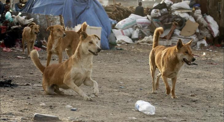 هل تُفلح جهود القضاء على الكلاب المهملة التي تؤذي المواطنين في بنغازي؟