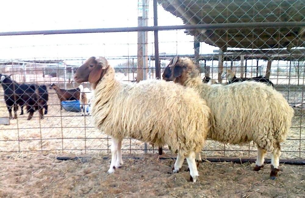 بلدية حي الأندلس توضح إجراءات ذبح الأضاحي وتنشأ موقع ممخصص لها