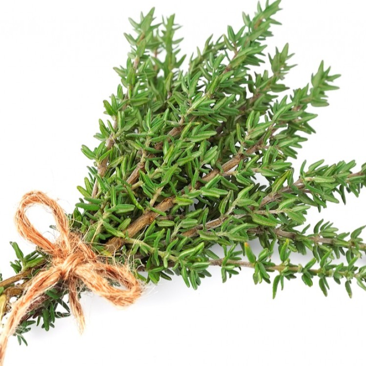 ماهو الفرق بين الزعتر البري والزعتر العادي؟